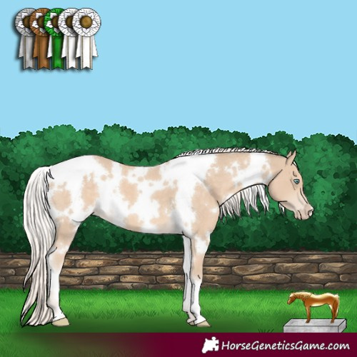 Horse Color:White Spotted Cremello 