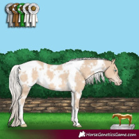 Horse Color:White Spotted Cremello