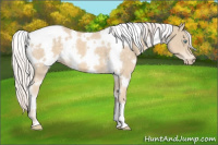 Horse Color:White Spotted Cremello 