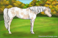 Horse Color:White Spotted Cremello 