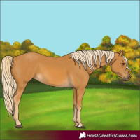 Horse Color:Palomino
