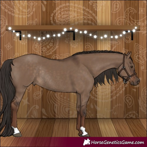 Horse Color:Liver Red Dun Rabicano 