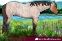 Horse Color:Bay Roan 