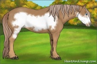 Horse Color:Palomino Frame