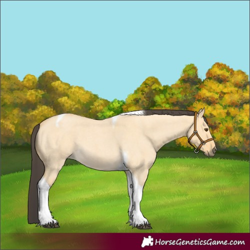 Horse Color:Buckskin Roan Dun Tobiano 