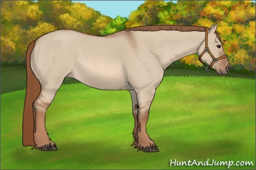 Horse Color:Red Dun Roan 