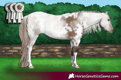Horse Color:White Spotted Liver Red Dun