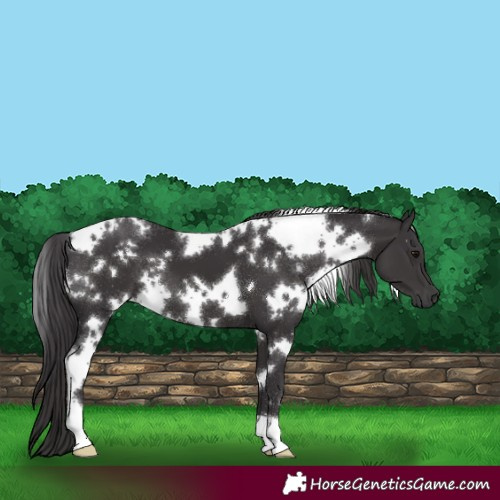 Horse Color:White Spotted Smoky Black
