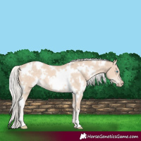 Horse Color:White Spotted Cremello 