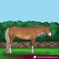 Horse Color:Chocolate Palomino 