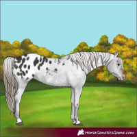 Horse Color:Smoky Black Appaloosa 