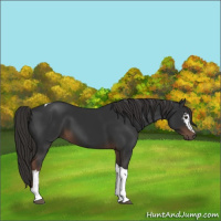 Horse Color:White Spotted Liver Chestnut Tobiano 