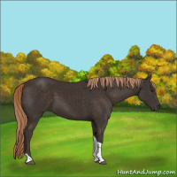 Horse Color:Liver Chestnut Tobiano Rabicano 