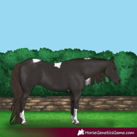 Horse Color:Liver Chestnut Tobiano 