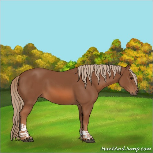 Horse Color:Chestnut Tobiano 