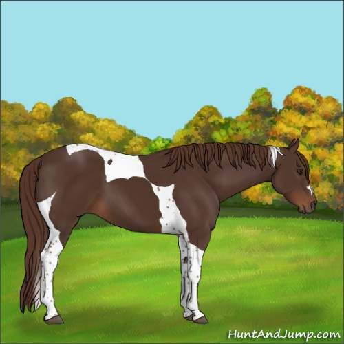 Horse Color:Liver Chestnut Tobiano