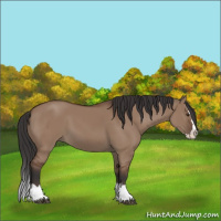 Horse Color:Bay Dun Sabino Splash 