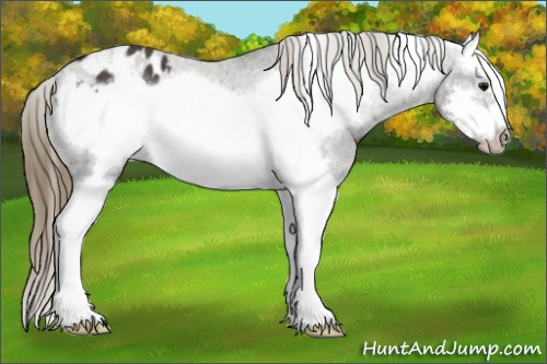 Horse Color:Smoky Black Splash Frame Appaloosa 