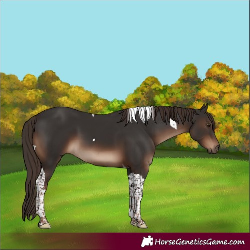 Horse Color:Liver Chestnut Tobiano 