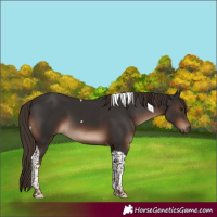Horse Color:Liver Chestnut Tobiano 