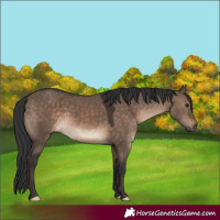 Horse Color:Brown Dun 