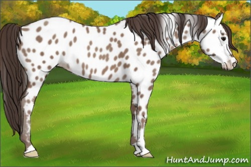 Horse Color:Classic Champagne Appaloosa 