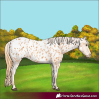 Horse Color:White Spotted Chestnut Appaloosa 