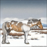 Horse Color:White Spotted Silver Buckskin Tobiano Appaloosa Rabicano