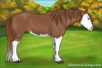 Horse Color:Chestnut Splash 