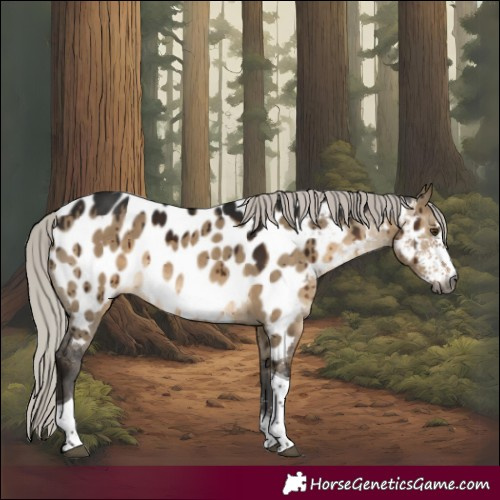 Horse Color:Gray Silver Brown Dun Sabino Tobiano Appaloosa Brindle 