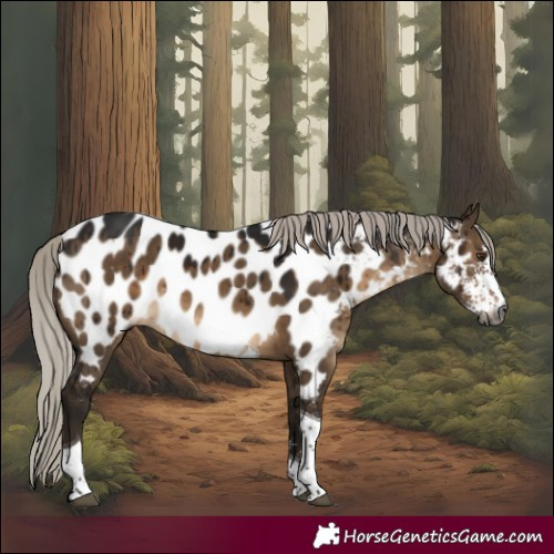 Horse Color:Gray Silver Brown Dun Sabino Tobiano Near Leopard Brindle 