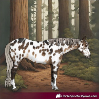 Horse Color:Gray Silver Brown Dun Sabino Tobiano Appaloosa Brindle