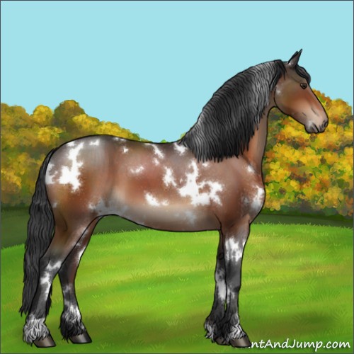 Horse Color:White Spotted Brown