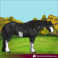 Horse Color:Gray White Spotted Black