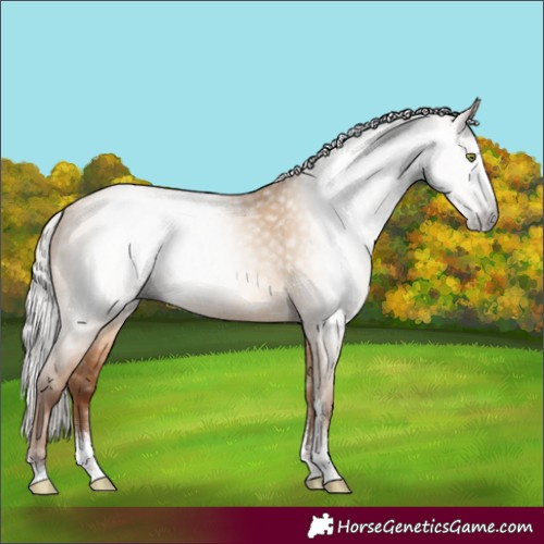 Horse Color:Gray Silver Amber Champagne Dun Sabino Rabicano 