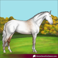 Horse Color:Gray Silver Amber Champagne Dun Sabino Rabicano 