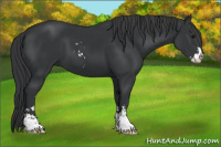Horse Color:Black Sabino 