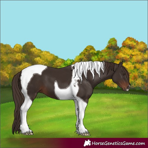 Horse Color:Liver Chestnut Tobiano 