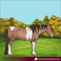 Horse Color:Sable Champagne Tobiano 