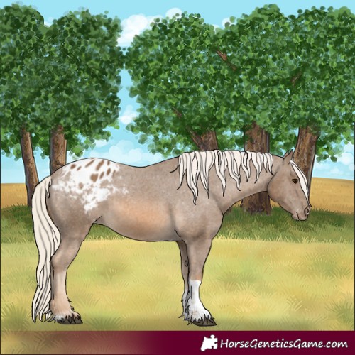 Horse Color:Chocolate Palomino Tobiano Appaloosa Rabicano 