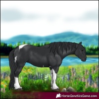Horse Color:Black Tobiano 