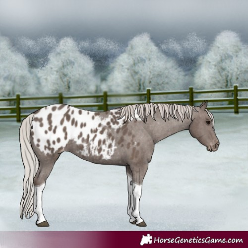 Horse Color:Silver Black Tobiano Appaloosa 