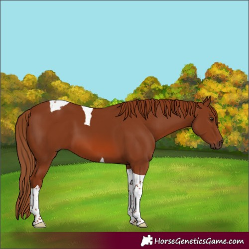 Horse Color:Chestnut Tobiano 