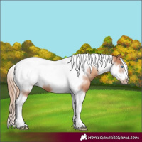 Horse Color:Gold Champagne Tobiano Frame 