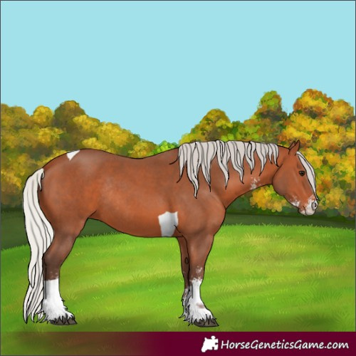 Horse Color:Silver Bay Sabino Tobiano Rabicano 