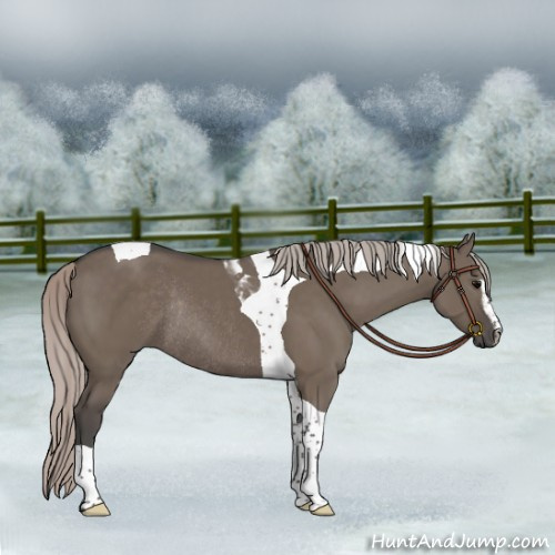 Horse Color:Silver Grullo Sabino Tobiano Rabicano 