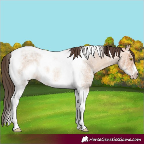 Horse Color:Amber Champagne Ice Roan Tobiano Frame 