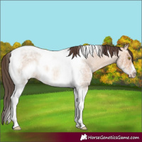 Horse Color:Amber Champagne Ice Roan Tobiano Frame 