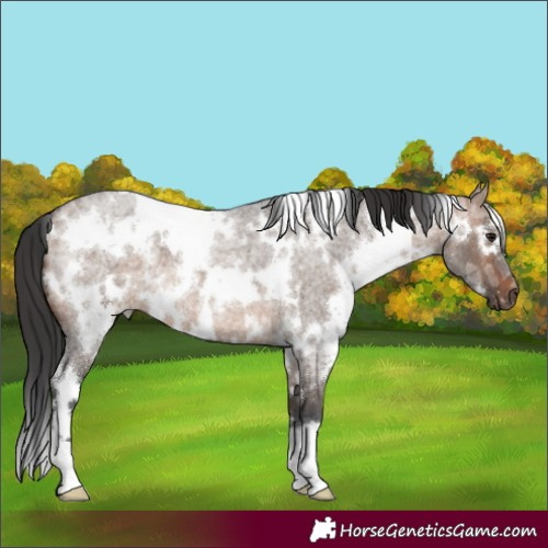 Horse Color:White Spotted Brown Ice Roan Dun 