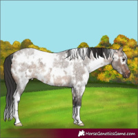 Horse Color:White Spotted Brown Ice Roan Dun